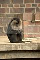 leipzig zoo-01_07_2011_zoo_allgemein_381